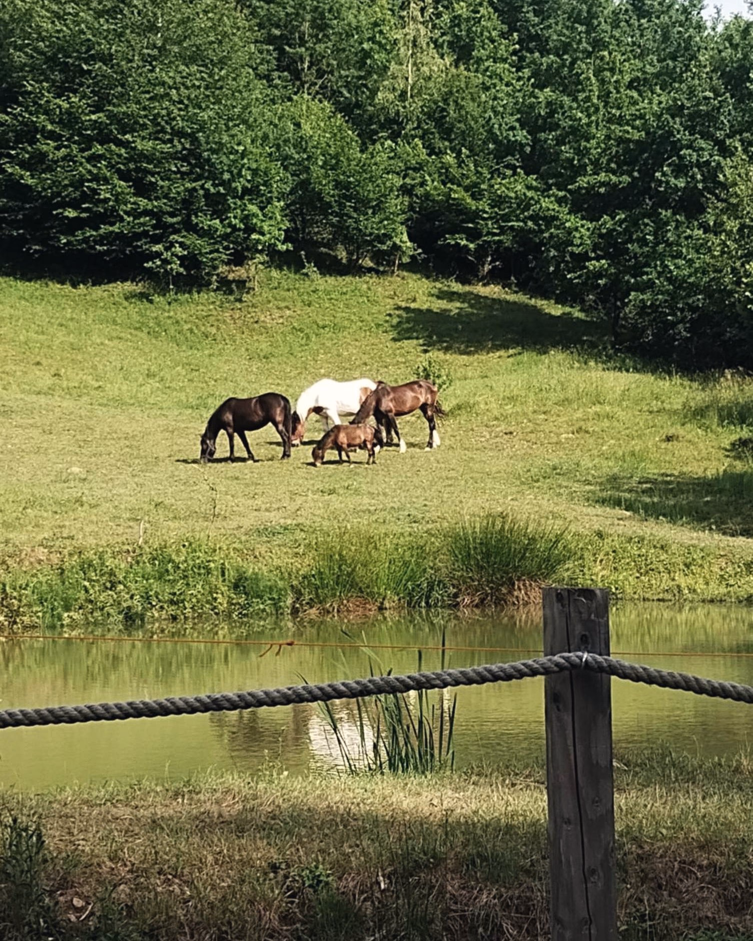 Caii, coborâți la iaz